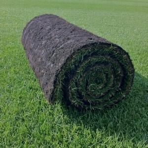 Turf